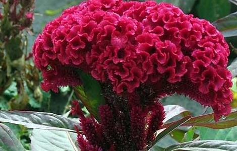 鸡冠花什么时候开 鸡冠花什么时候种植