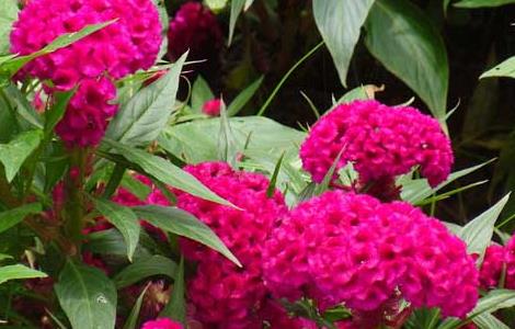 鸡冠花花语和传说 鸡冠花的花语和象征