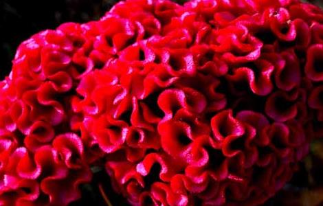 鸡冠花花语和传说