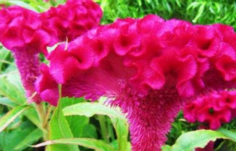 鸡冠花盆栽养殖方法（鸡冠花盆栽养殖方法视频）