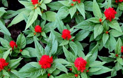 鸡冠花种子怎么种