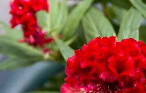 鸡冠花繁殖方法 鸡冠花繁殖方法有哪些