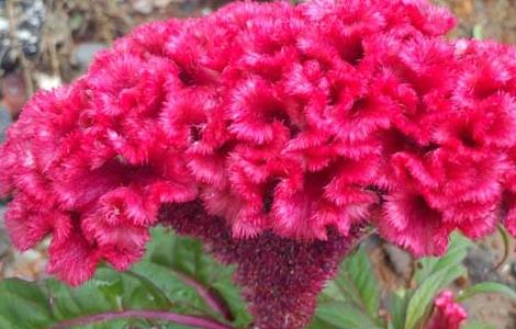 鸡冠花种植时间 鸡冠花怎么种植