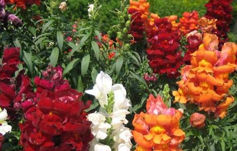 金鱼草养殖方法（金鱼草养殖方法和技术）