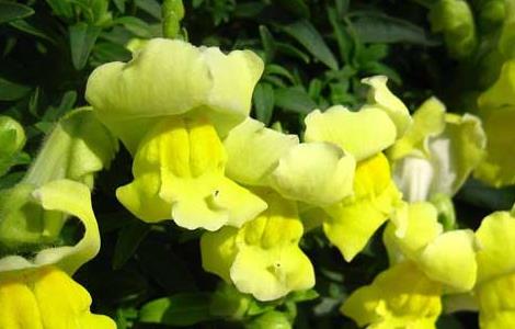 金鱼草的花语和故事（金鱼草的花语是）