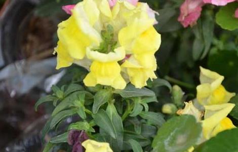 金鱼草什么时候开花 金鱼草什么时候开花的颜色