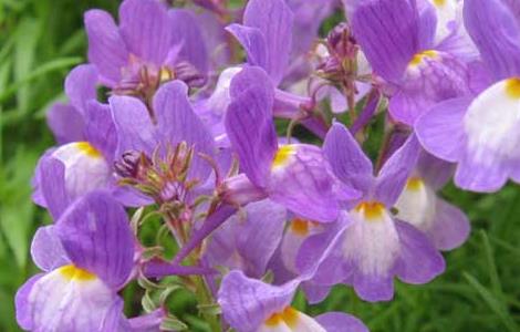 姬金鱼草养殖方法 姬金鱼草和金鱼草