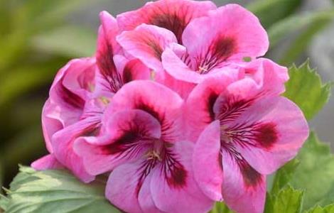 天竺葵的养殖方法 天竺葵的养殖方法爆盆
