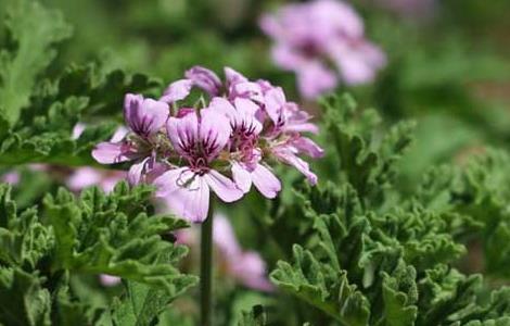 香叶天竺葵养殖方法 香叶天竺葵如何种植