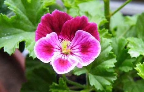 家天竺葵繁殖方法（天竺葵的繁殖方法和注意事项）