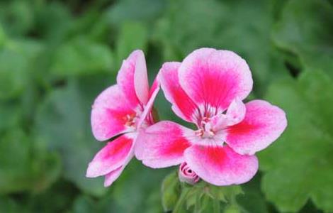 天竺葵种子繁殖方法 天竺葵种子繁殖方法视频