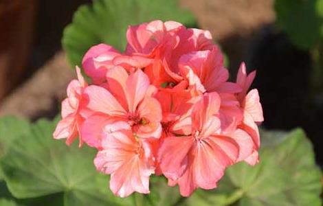 天竺葵能在室内养吗 天竺葵能在室内养吗怎么养