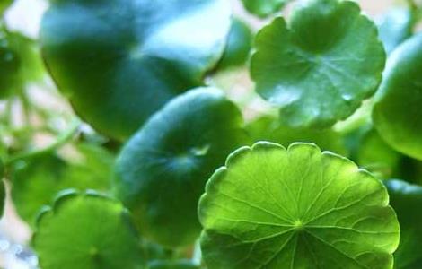 铜钱草怎么养最好（铜钱草怎样养?）