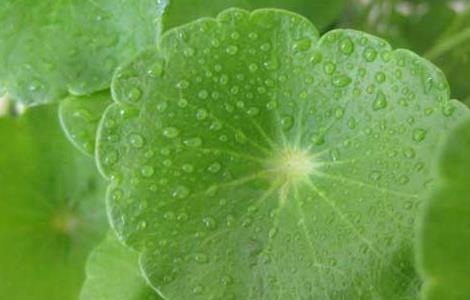 铜钱草怎么水培养殖（铜钱草怎么水培养殖好）