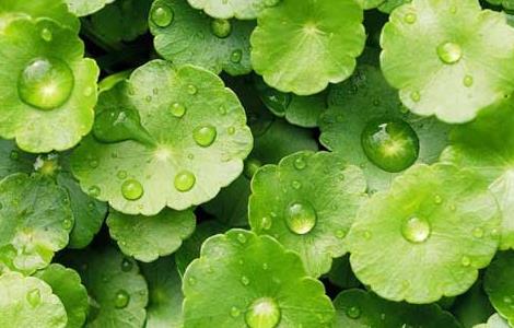 铜钱草种子怎么种（铜钱草籽怎么种）