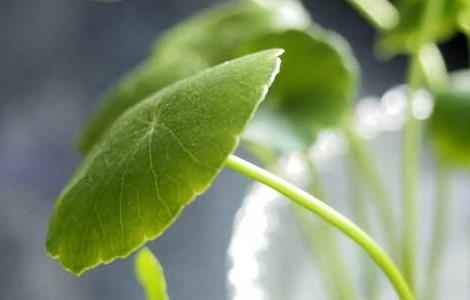 铜钱草叶子发黄怎么办 铜钱草叶子发黄怎么办呢