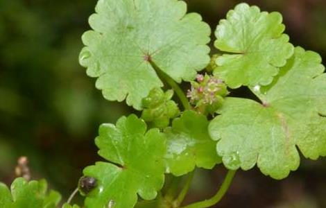 破铜钱草水培养殖方法 铜钱草水培养殖方法与技巧