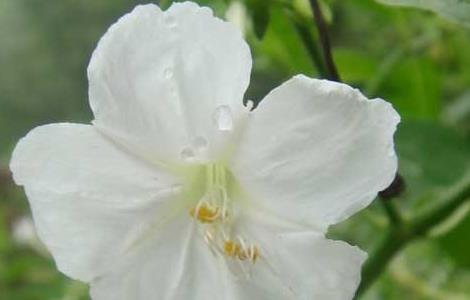 夜来香养殖方法（夜来香养殖方法与注意事项）