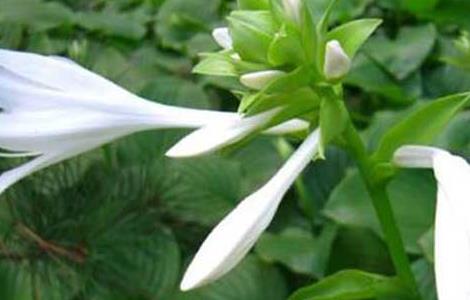 夜来香花语和传说（夜来香花语和传说有关）