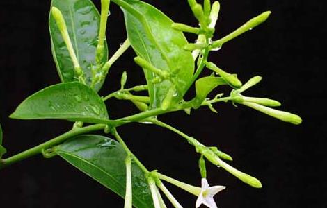 夜来香种子怎么种 夜来香种子怎么种植视频