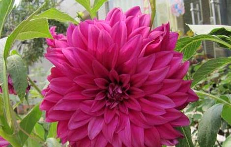 大丽花花语是什么 大丽花花语是什么意思