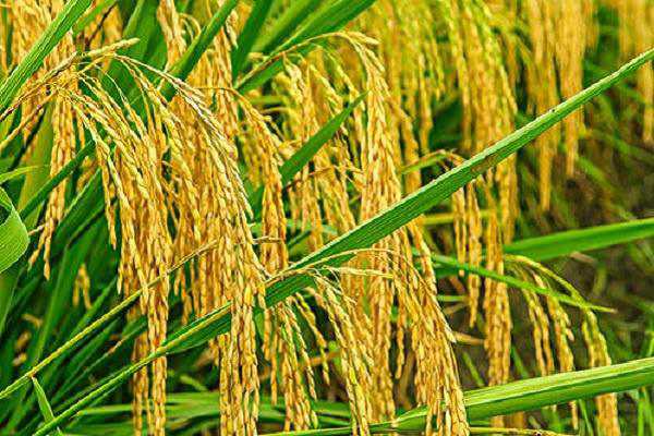 水稻和小麦区别 如何区分两者