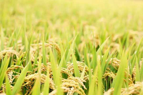 水稻地没有水能不能撒复合肥 水稻田里撒复合肥几天能放水