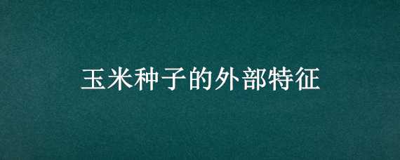 玉米种子的外部特征