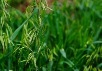 野燕麦(野燕麦的功效与用途)