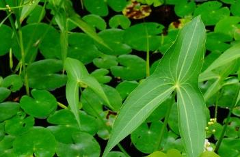 箭形叶基 箭形叶基植物名称