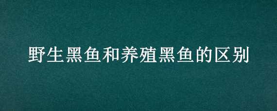 野生黑鱼和养殖黑鱼的区别 野生黑鱼和养殖黑鱼的区别在哪里