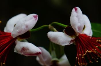 菲油果 菲油果多少钱一斤