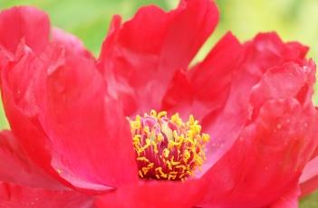 牡丹诗词 牡丹诗词