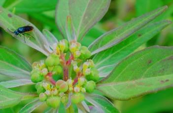 齿裂大戟（齿裂大戟有毒吗）