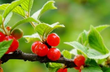 毛樱桃（毛樱桃的功效与作用）