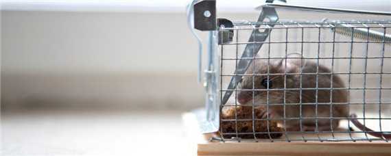 老鼠的繁殖速度有多快 老鼠的繁殖率
