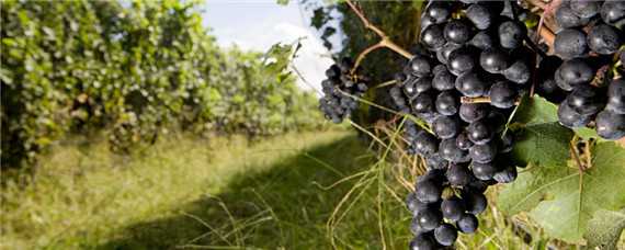 葡萄的生长环境和特点