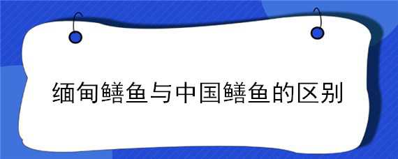 缅甸鳝鱼与中国鳝鱼的区别