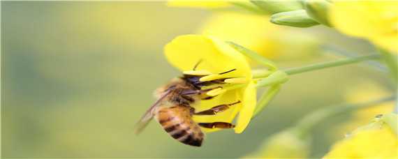 蜜蜂有多少种品种（蜜蜂有多少种品种图片介绍）