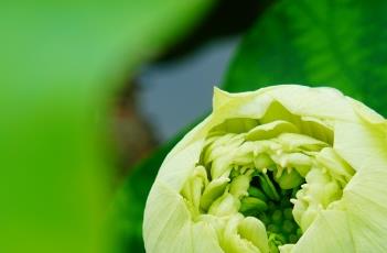 绿如意 绿如意蝴蝶兰