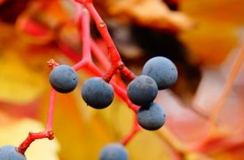 五叶地锦 五叶地锦