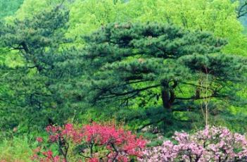 桃花诗词 桃花诗词