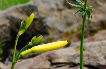 小黄花菜 小黄花菜怎么做好吃