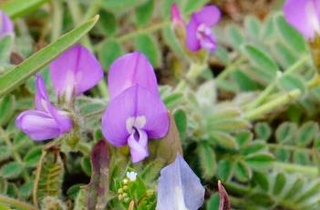 米口袋 米口袋草的功效和作用图片