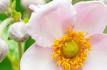 野棉花 野棉花根