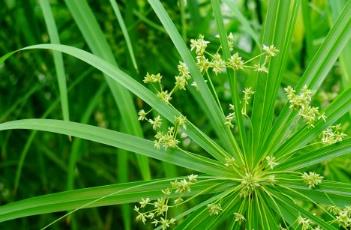 风车草（风车草在哪里采集）