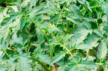 夏季西红柿施肥方法 西红柿施肥时间和施肥量