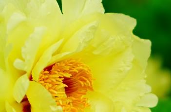 牡丹诗词 牡丹诗词