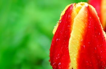 郁金香 郁金香的种植方法和时间