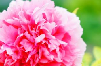 牡丹诗词 牡丹诗词